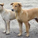 المركز القومي للبحوث يحذر: داء السعار قاتل بنسبة 100% بعد ظهور الأعراض